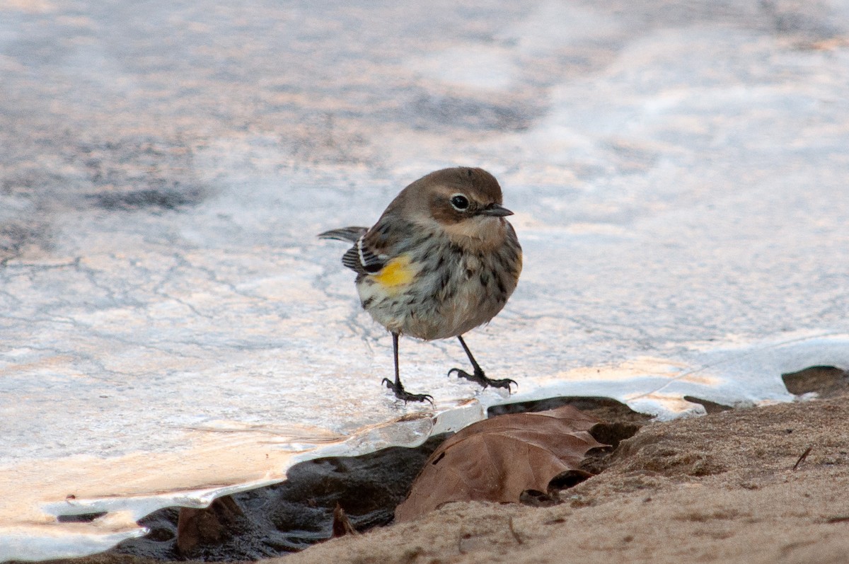 Yellow-rumped Warbler - ML635543922