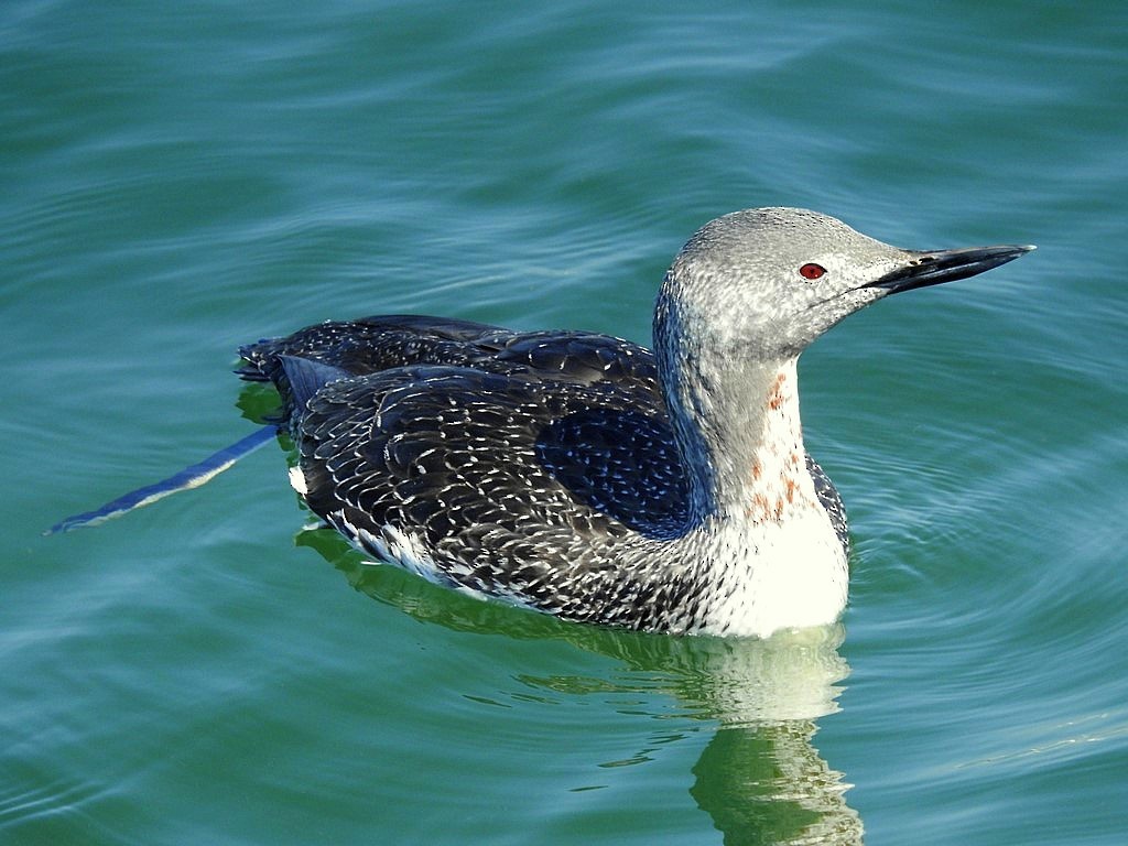 Red-throated Loon - ML635543968