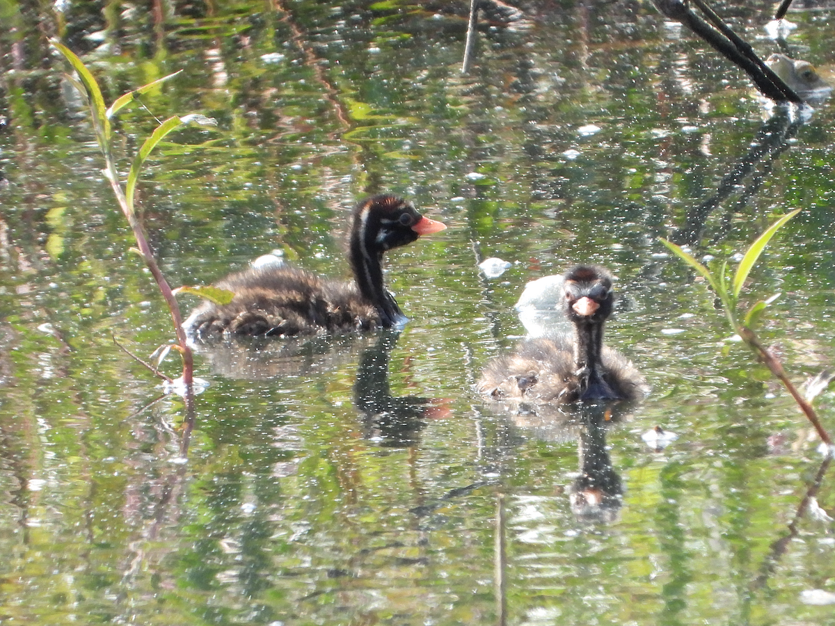 Little Grebe - ML635543984