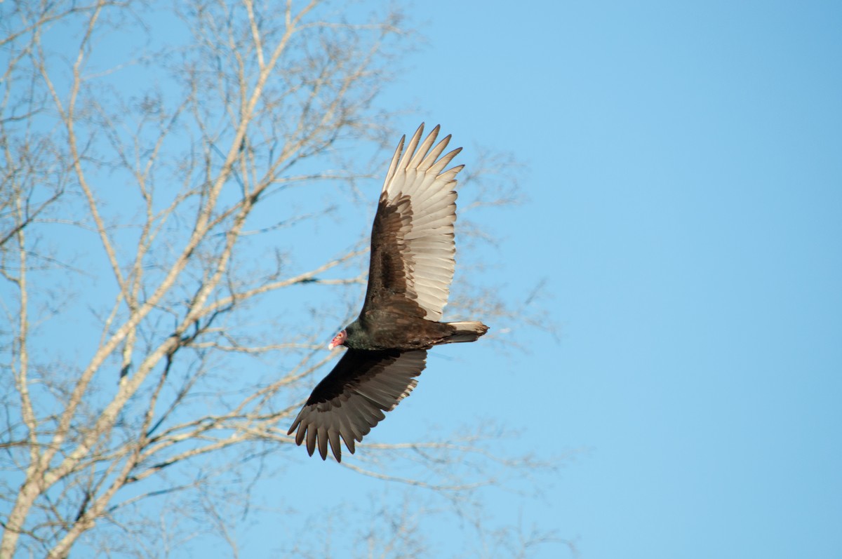 Turkey Vulture - ML635544020
