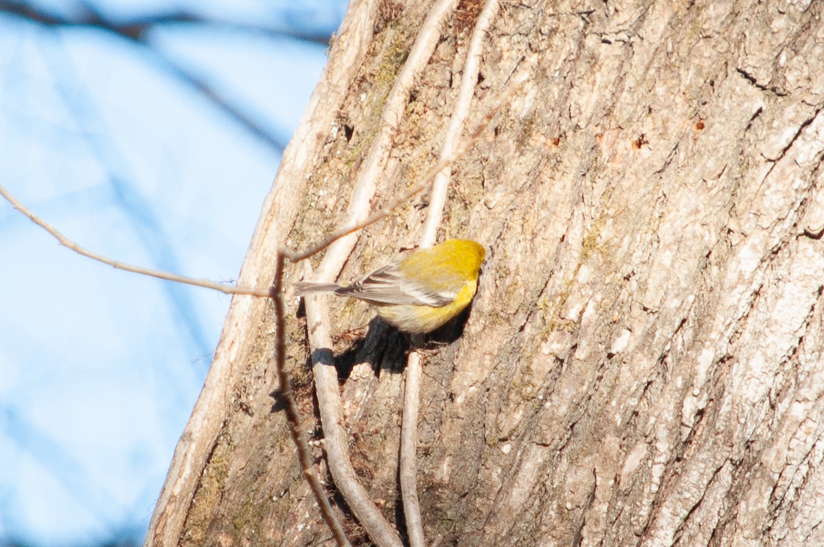 Pine Warbler - ML635544027