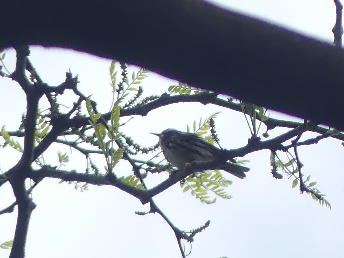Black-and-white Warbler - ML635544040