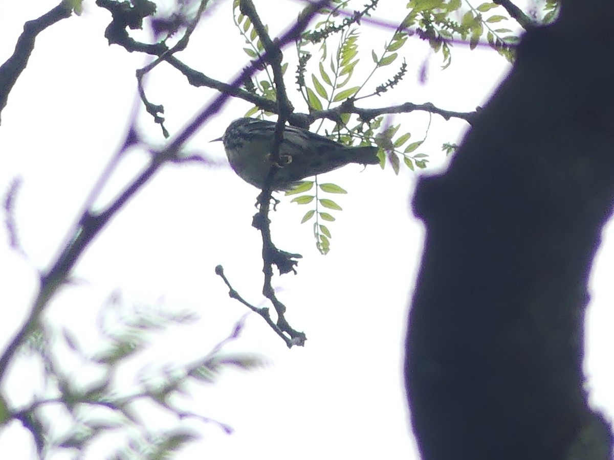Black-and-white Warbler - ML635544041