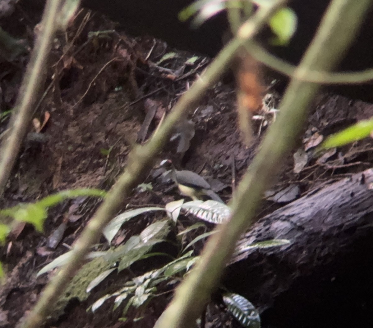 Gray-necked Rockfowl - ML635544080