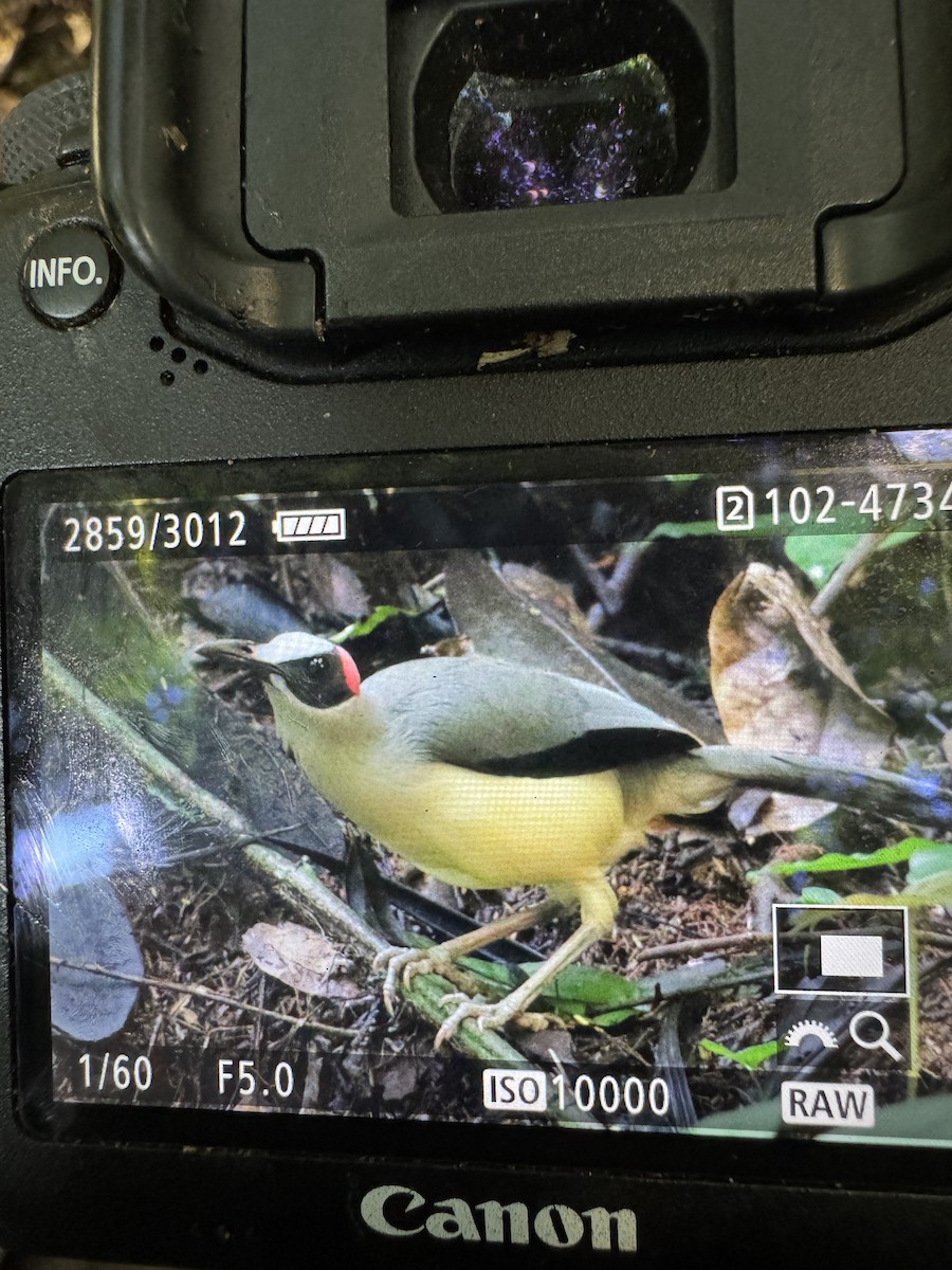 Gray-necked Rockfowl - ML635544081