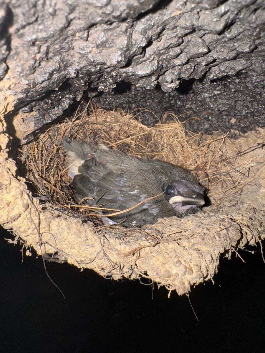Gray-necked Rockfowl - ML635544085