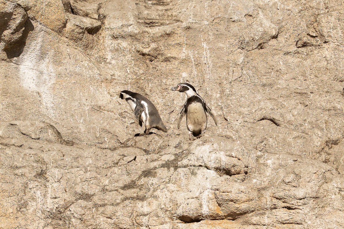 Humboldt Penguin - ML635544110