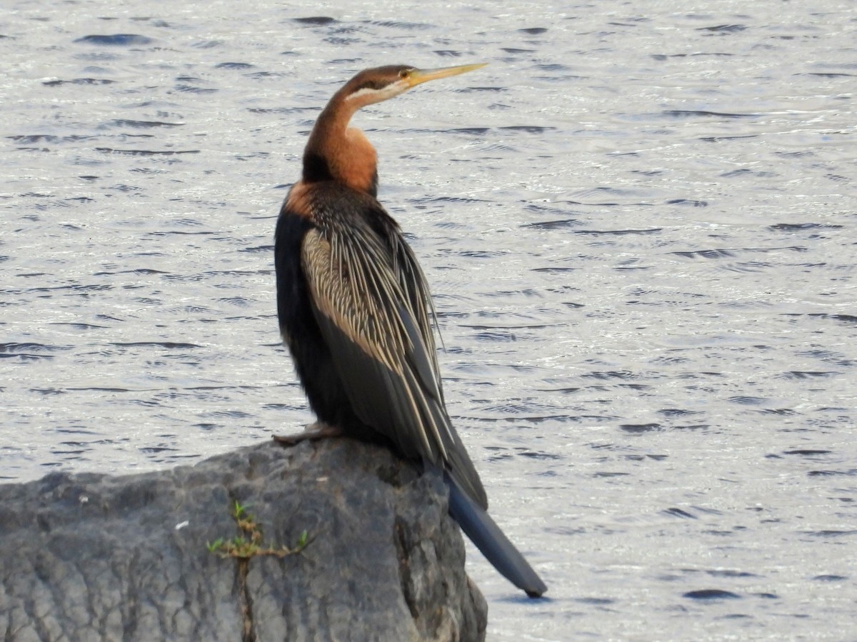 anhinga africká - ML635544162