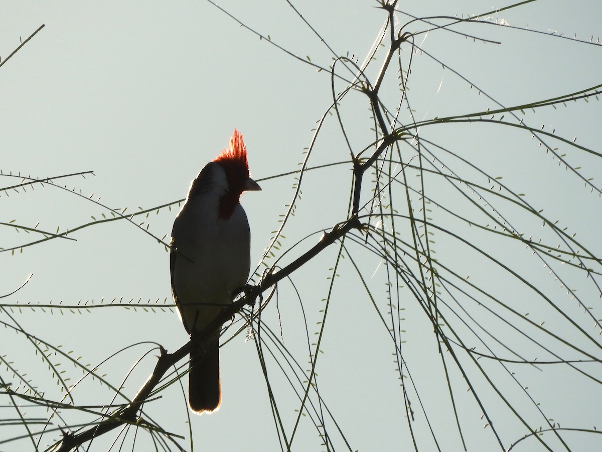 Red-crested Cardinal - ML635544165