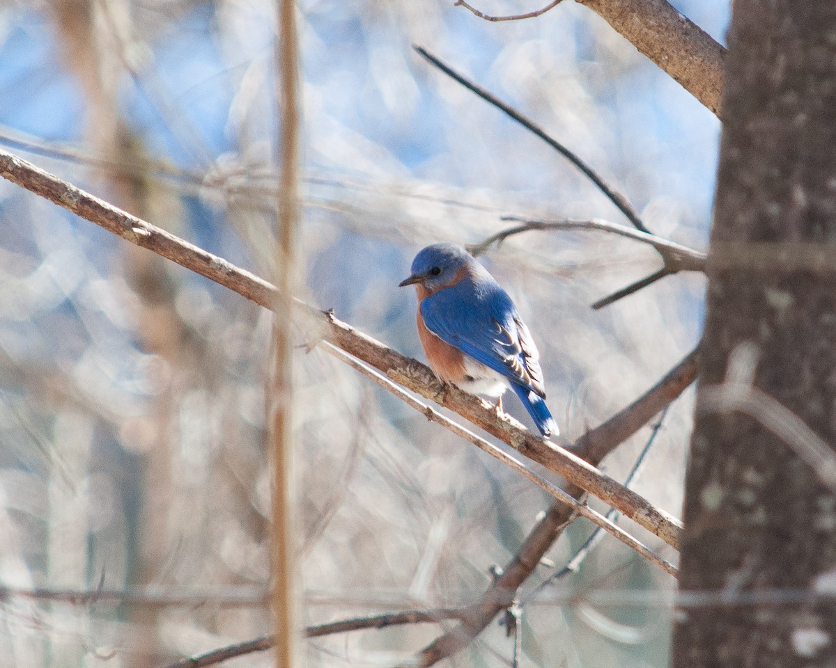 Eastern Bluebird - ML635544171