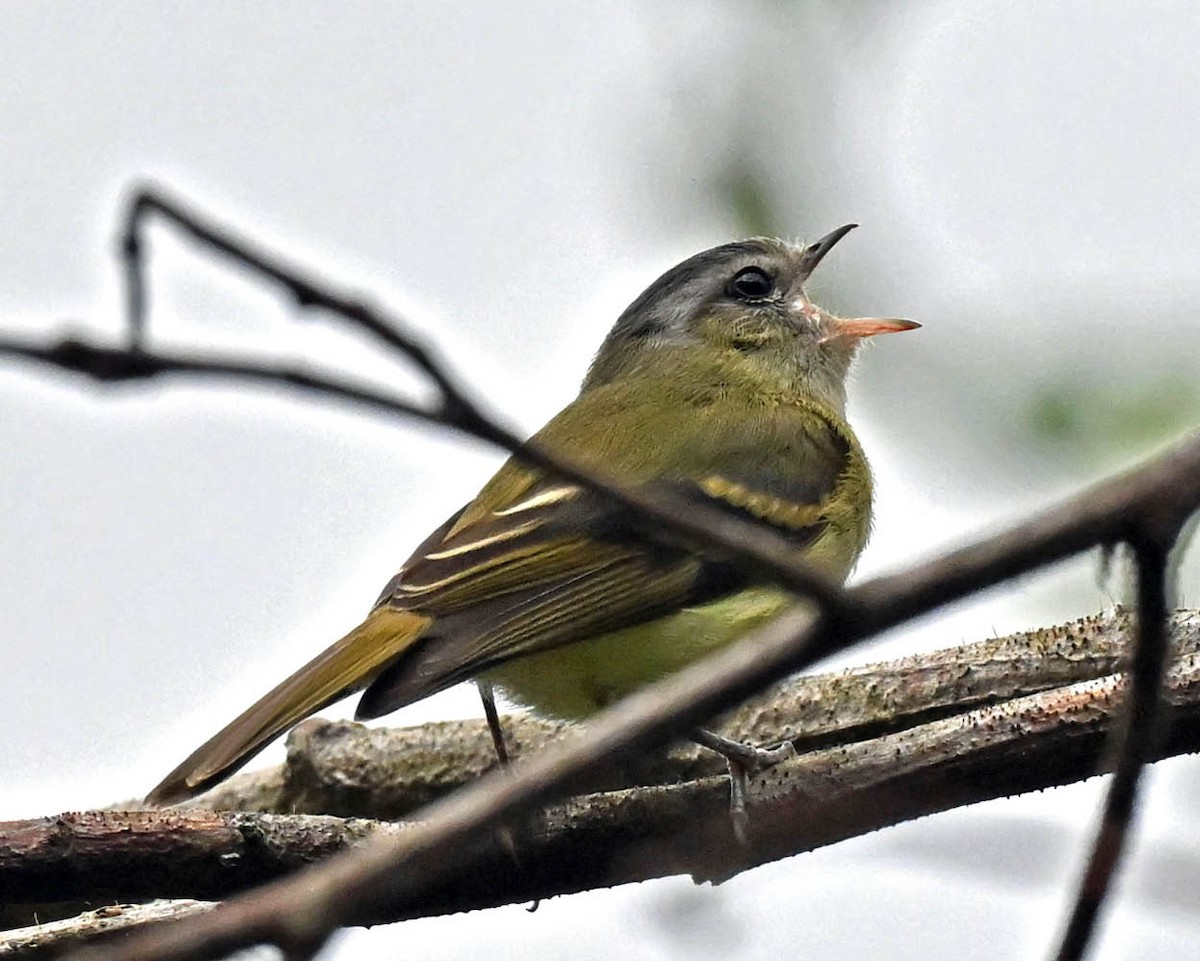 Piojito de Los Pinos - ML635544175