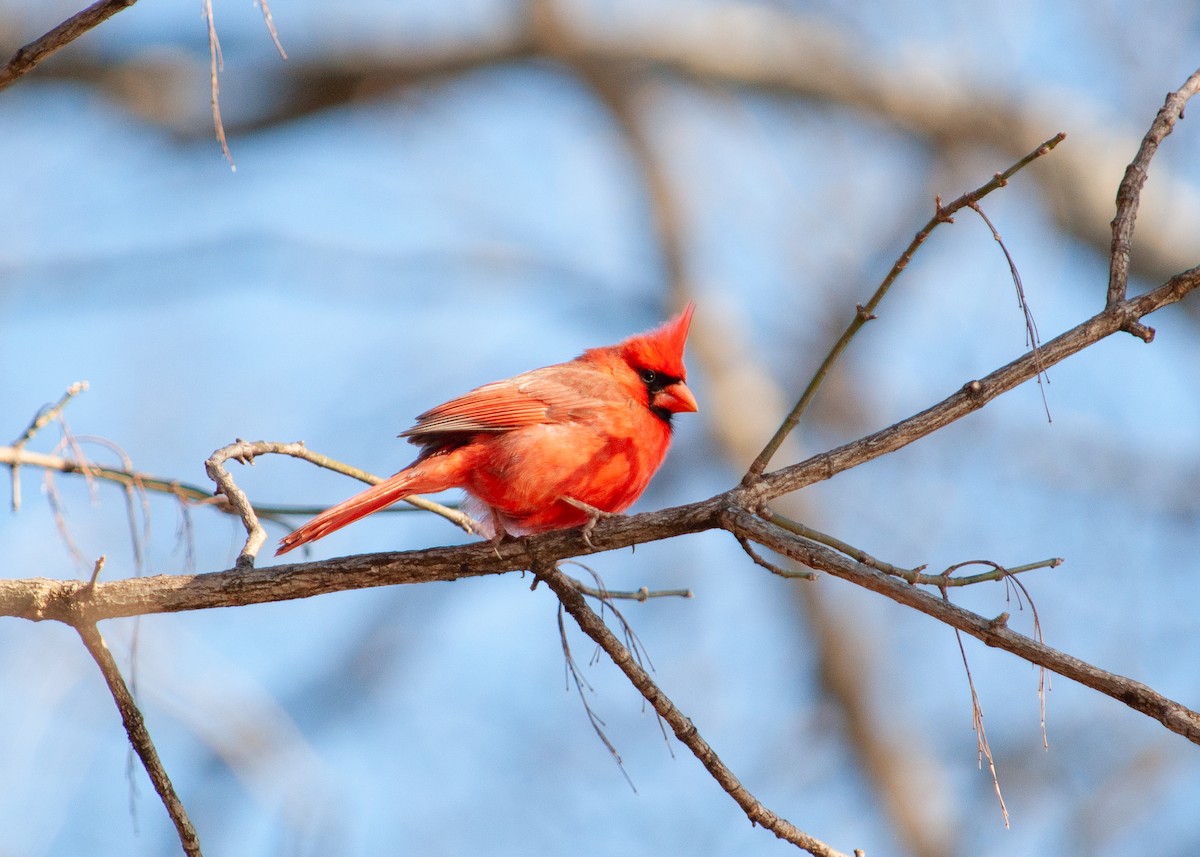Northern Cardinal - ML635544203