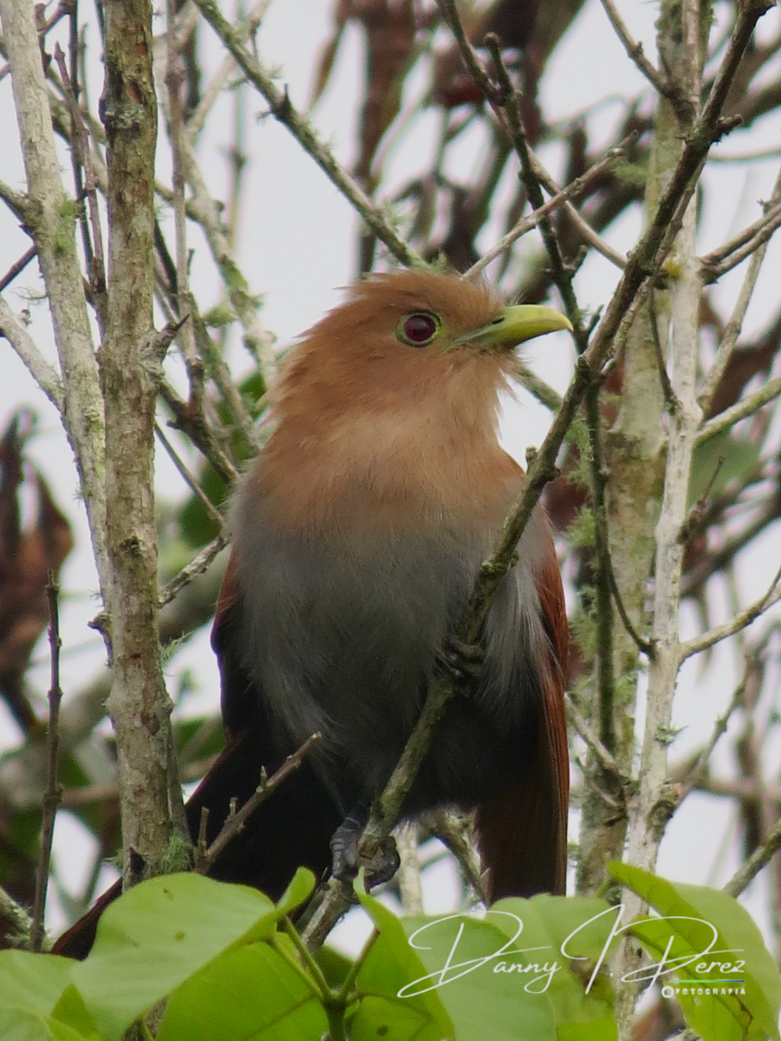 Squirrel Cuckoo - ML635544210