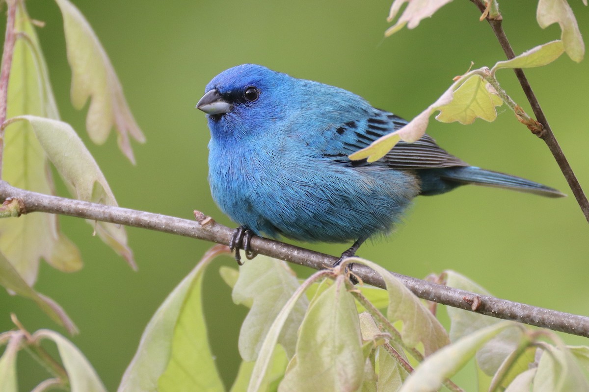 Indigo Bunting - ML635544225