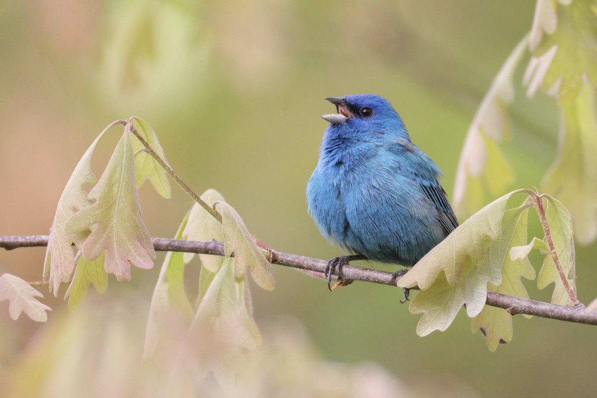 Indigo Bunting - ML635544226