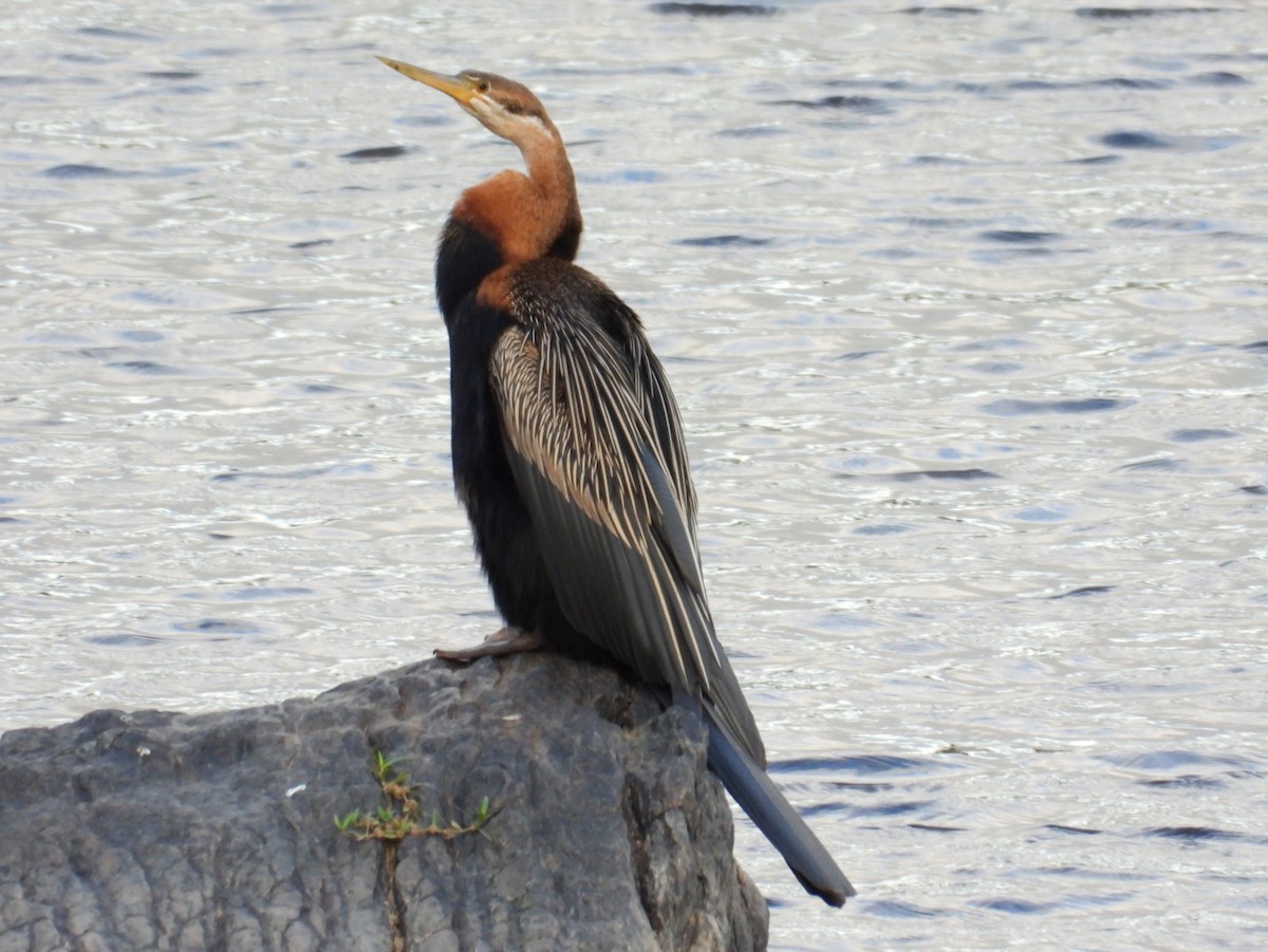 anhinga africká - ML635544227