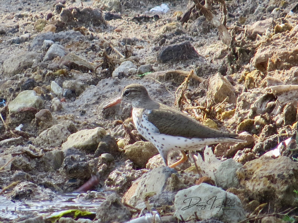 Spotted Sandpiper - ML635544272