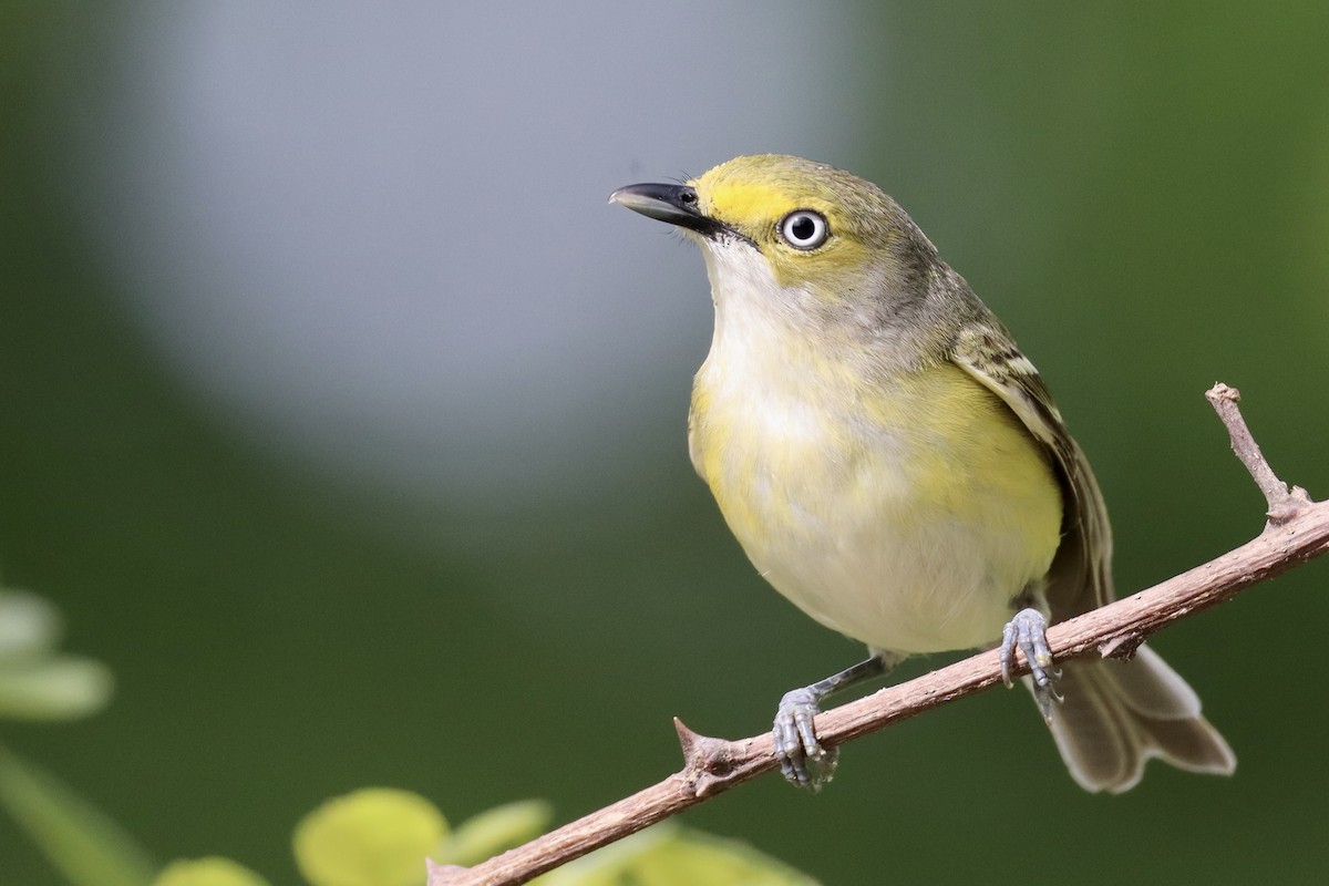 White-eyed Vireo - ML635544287