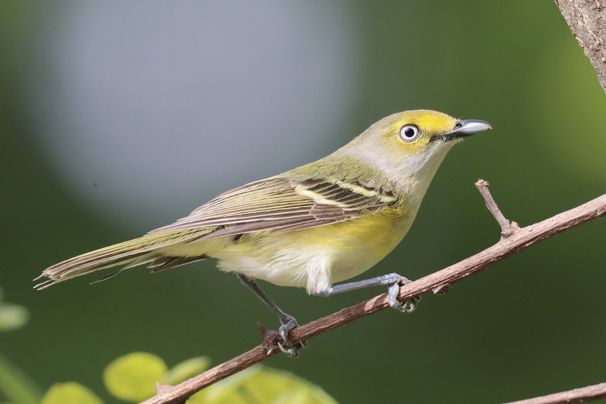 White-eyed Vireo - ML635544288