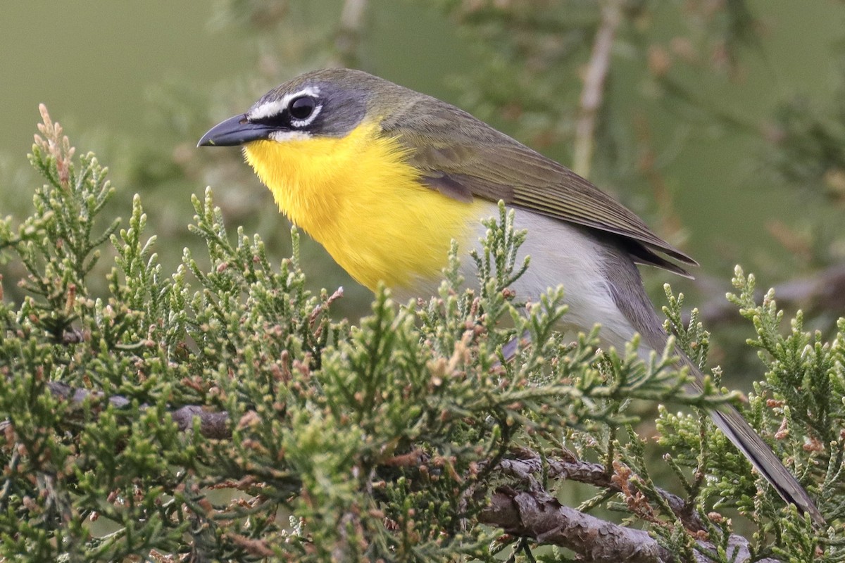 Yellow-breasted Chat - ML635544308