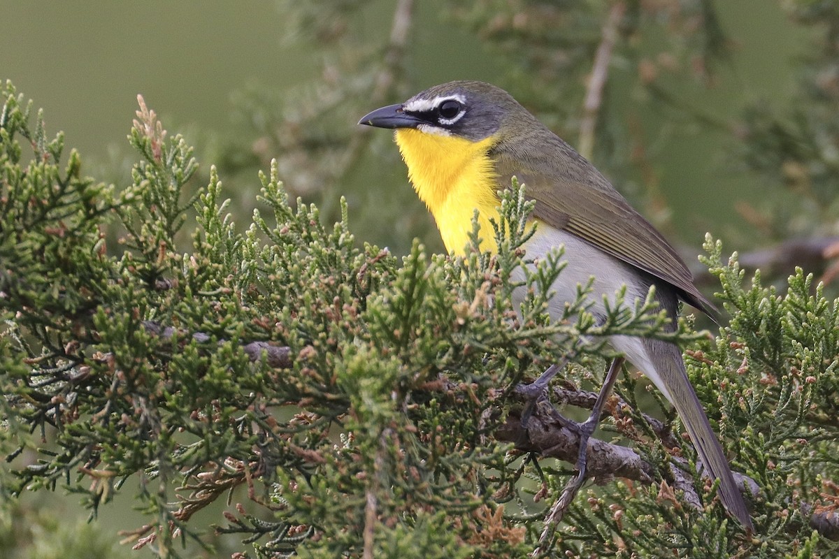 Yellow-breasted Chat - ML635544309