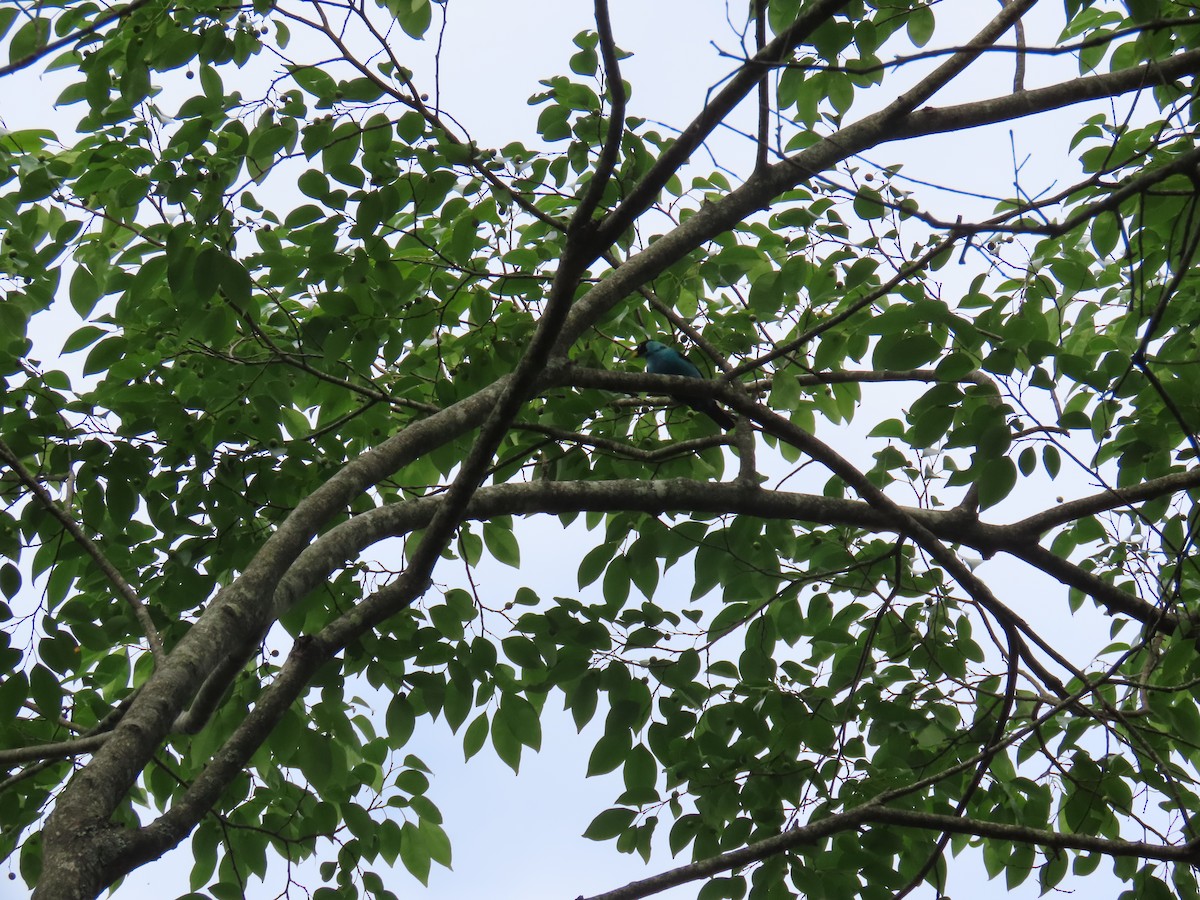 Green Honeycreeper - ML635544326