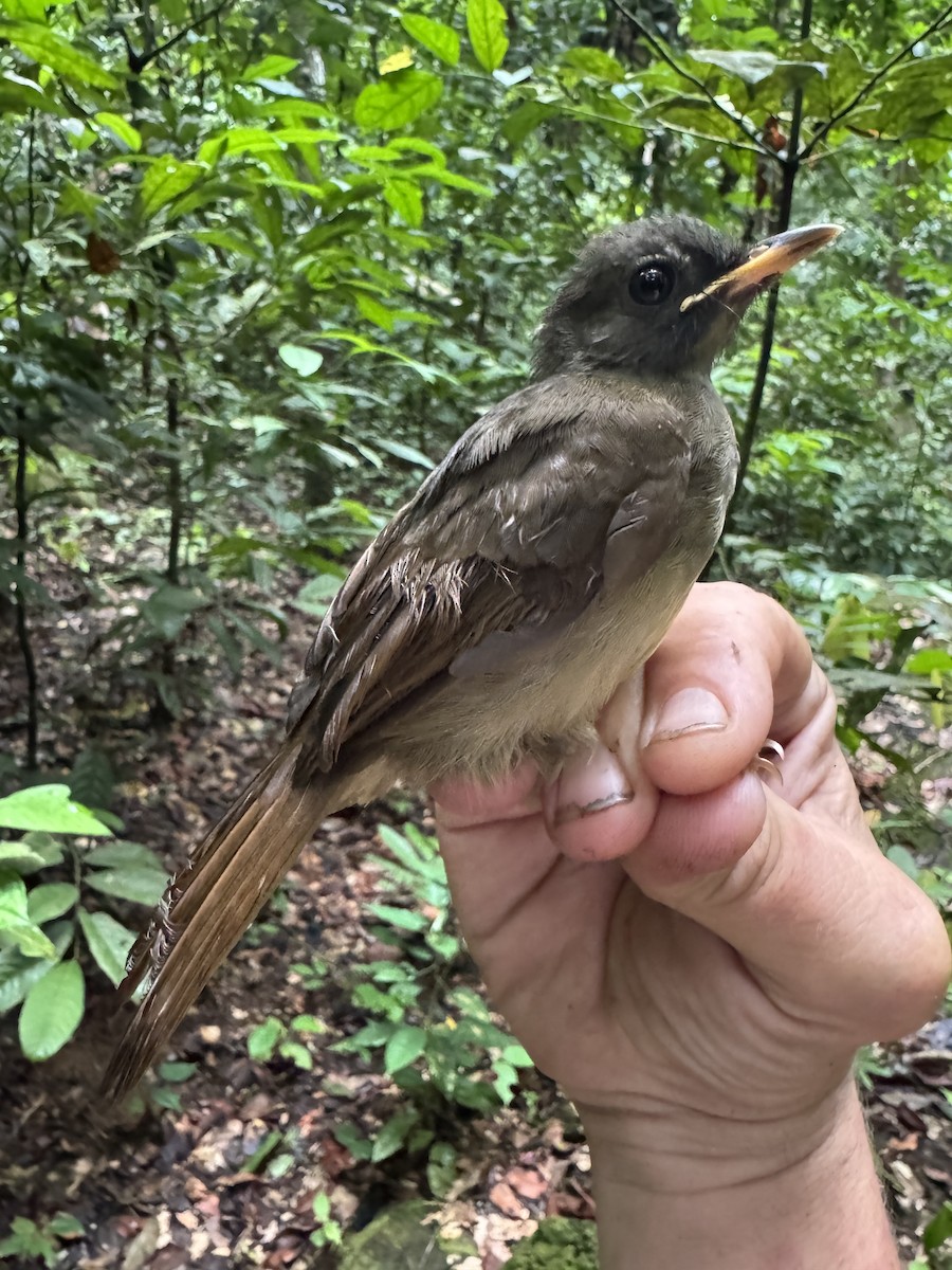 Yellow-whiskered Greenbul - ML635544377