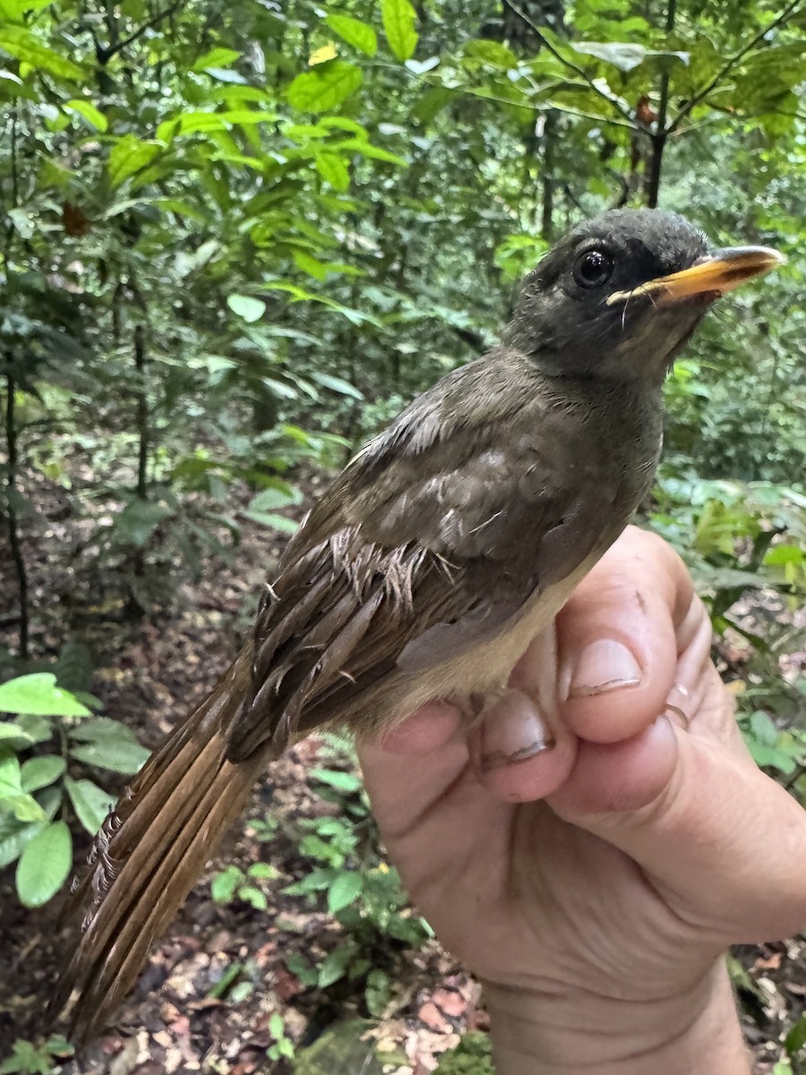 Yellow-whiskered Greenbul - ML635544385