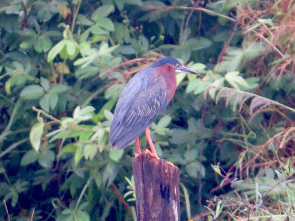 Green Heron - ML635544388