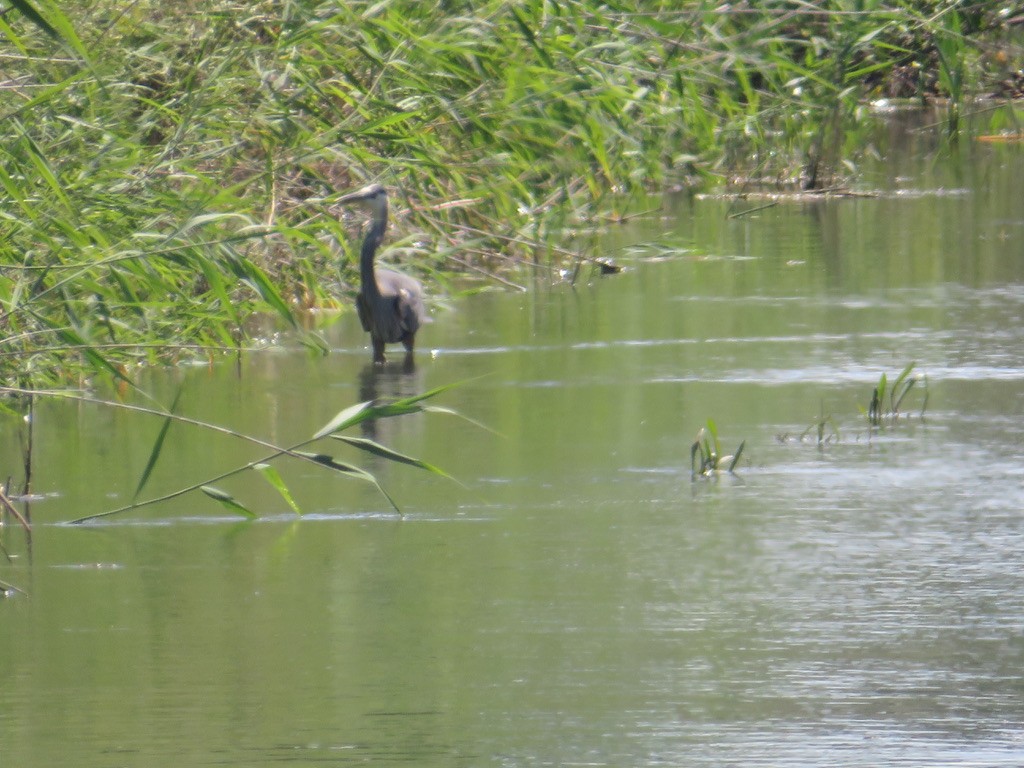 Garza Azulada - ML635544407