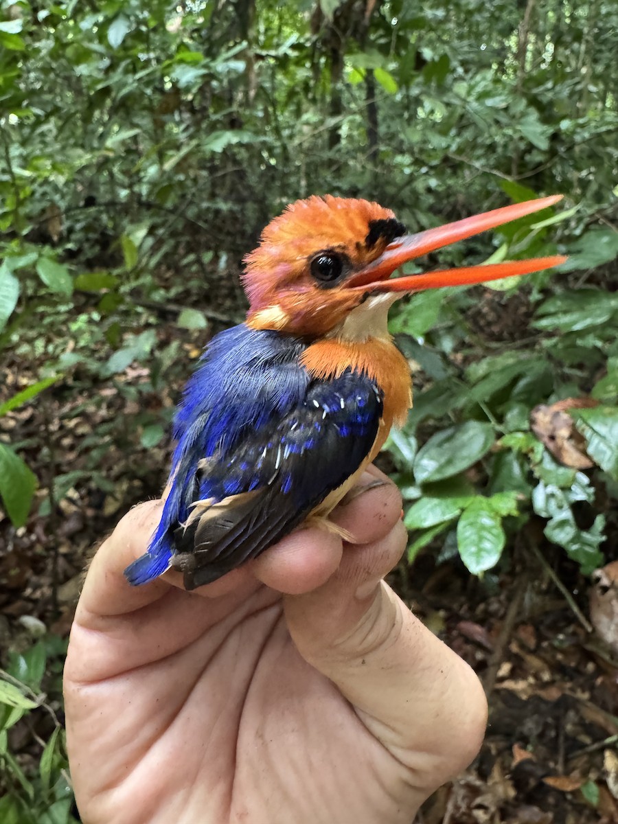 African Dwarf Kingfisher - ML635544412