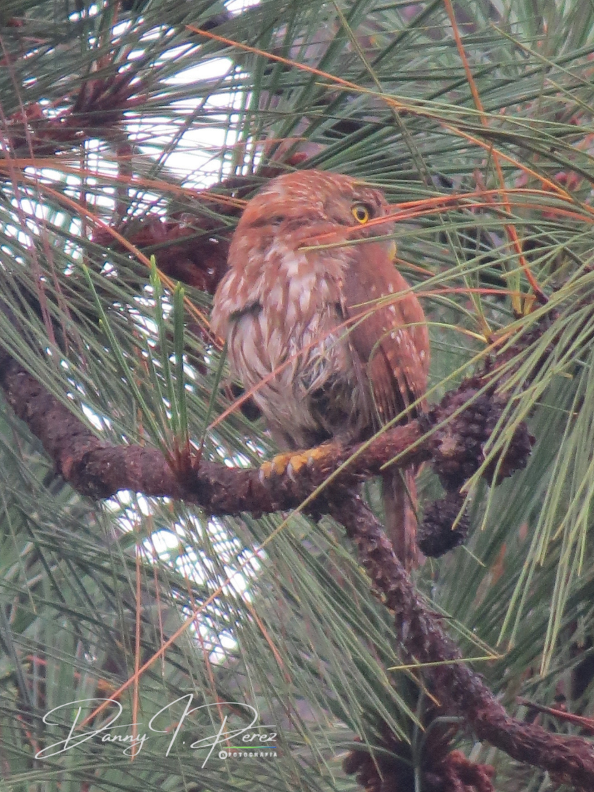 Ferruginous Pygmy-Owl - ML635544421