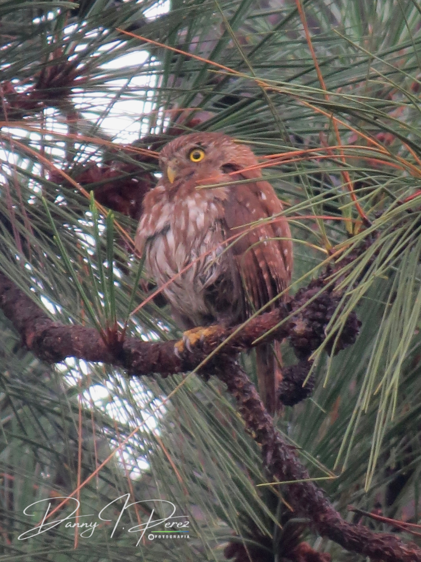 Ferruginous Pygmy-Owl - ML635544422