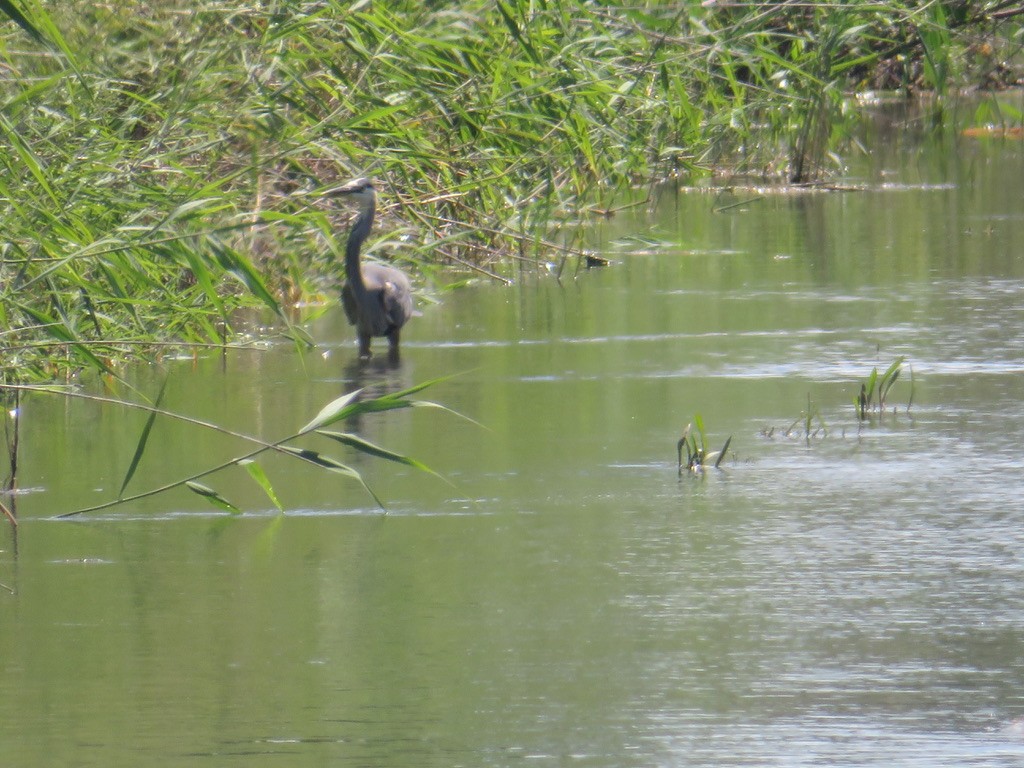 Garza Azulada - ML635544451