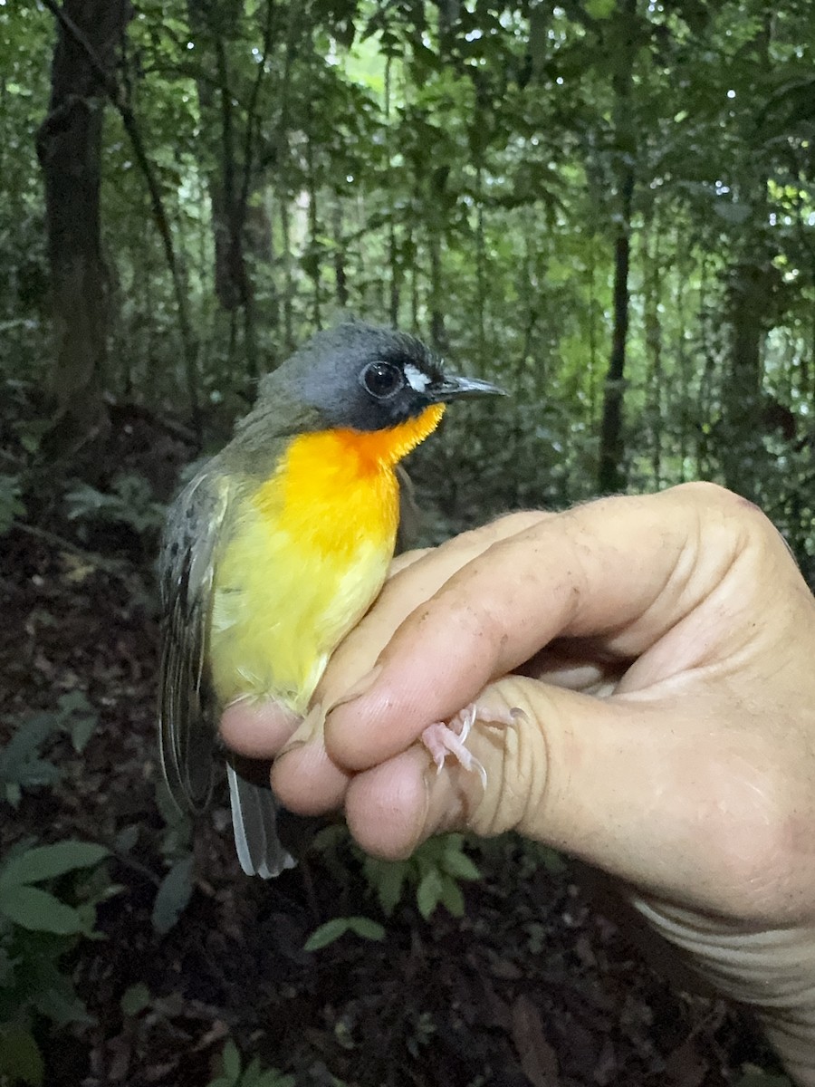 Olive-backed Forest Robin - ML635544458