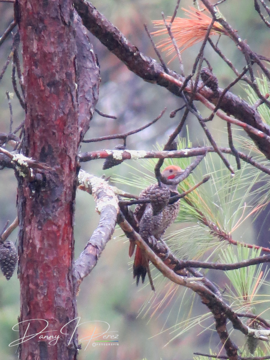 Guatemalan Flicker - ML635544497