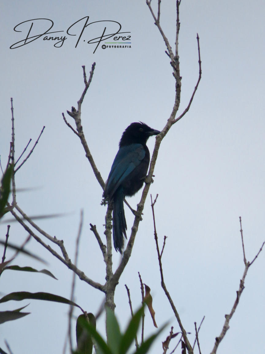 Bushy-crested Jay - ML635544517