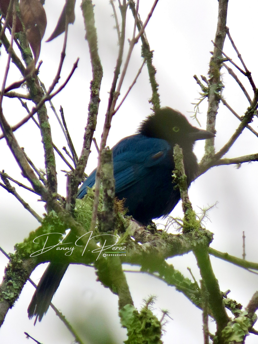 Bushy-crested Jay - ML635544518