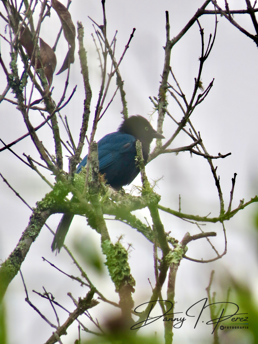 Bushy-crested Jay - ML635544519