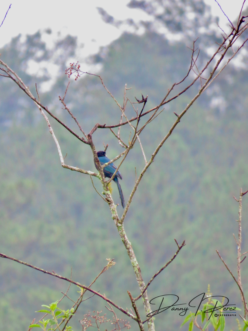 Bushy-crested Jay - ML635544520