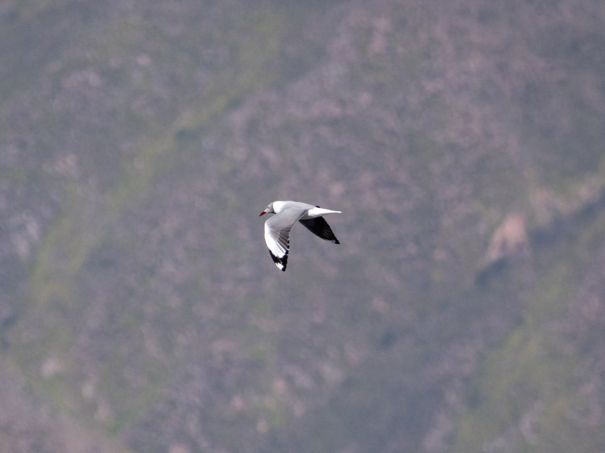 Gray-hooded Gull - ML635544603