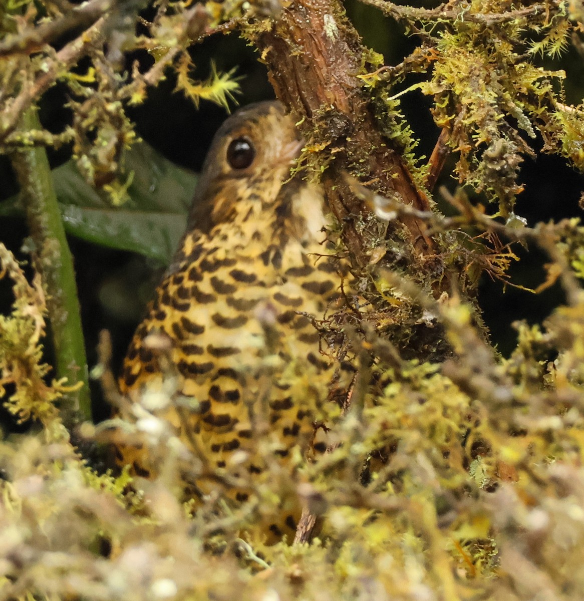 Undulated Antpitta - ML635544659