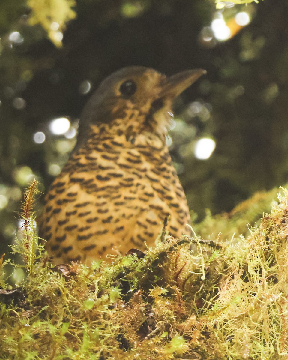 Undulated Antpitta - ML635544660
