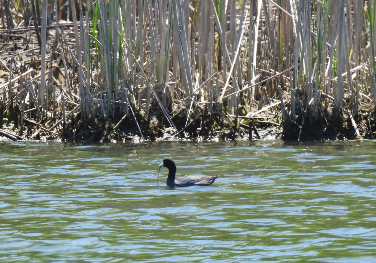 American Coot - ML635544680