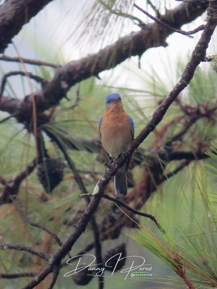 Eastern Bluebird - ML635544714