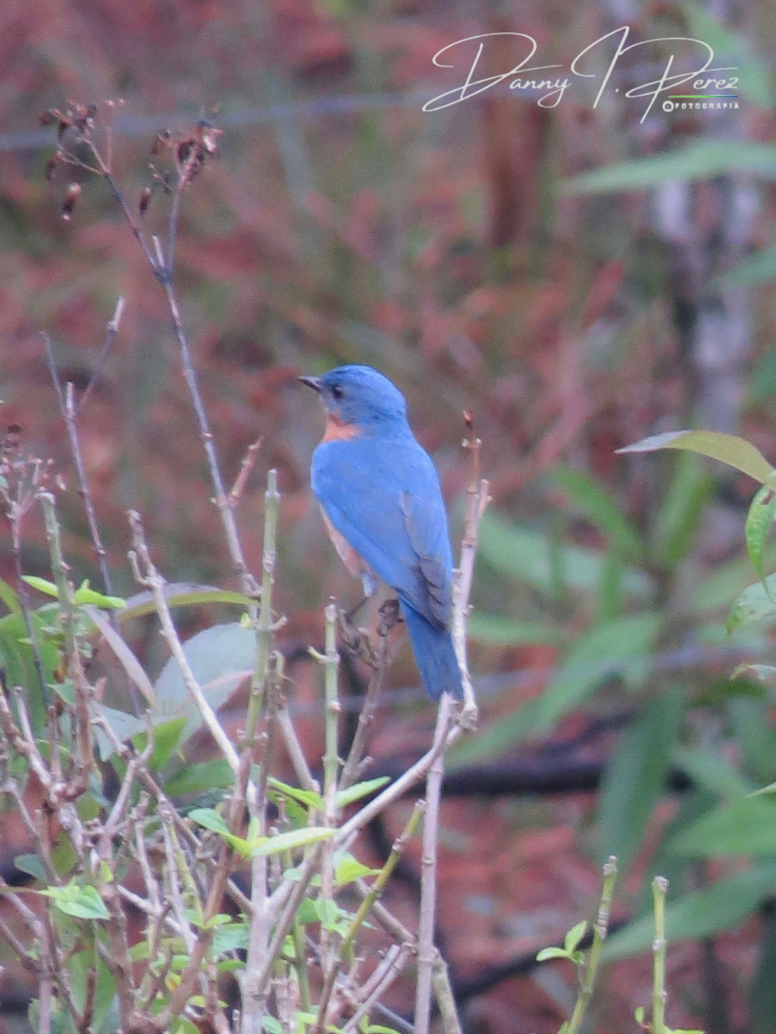 Eastern Bluebird - ML635544715