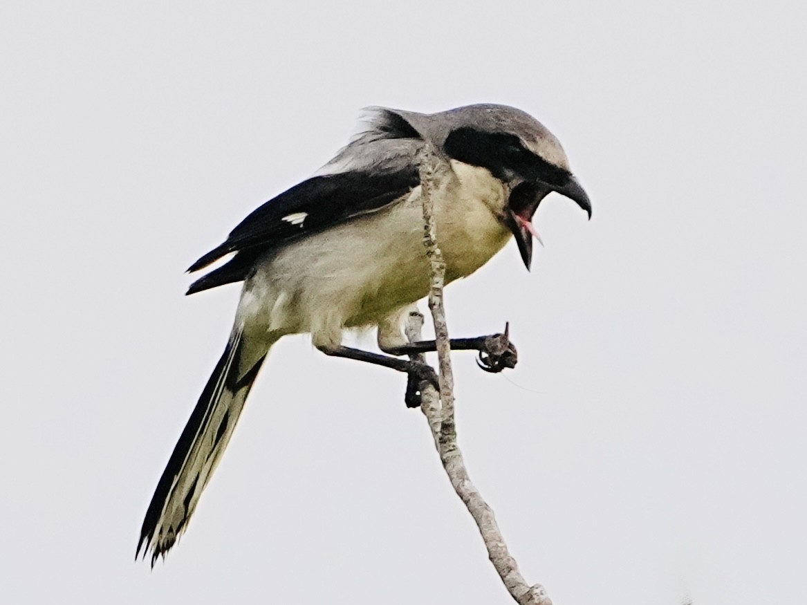 Loggerhead Shrike - ML635544724