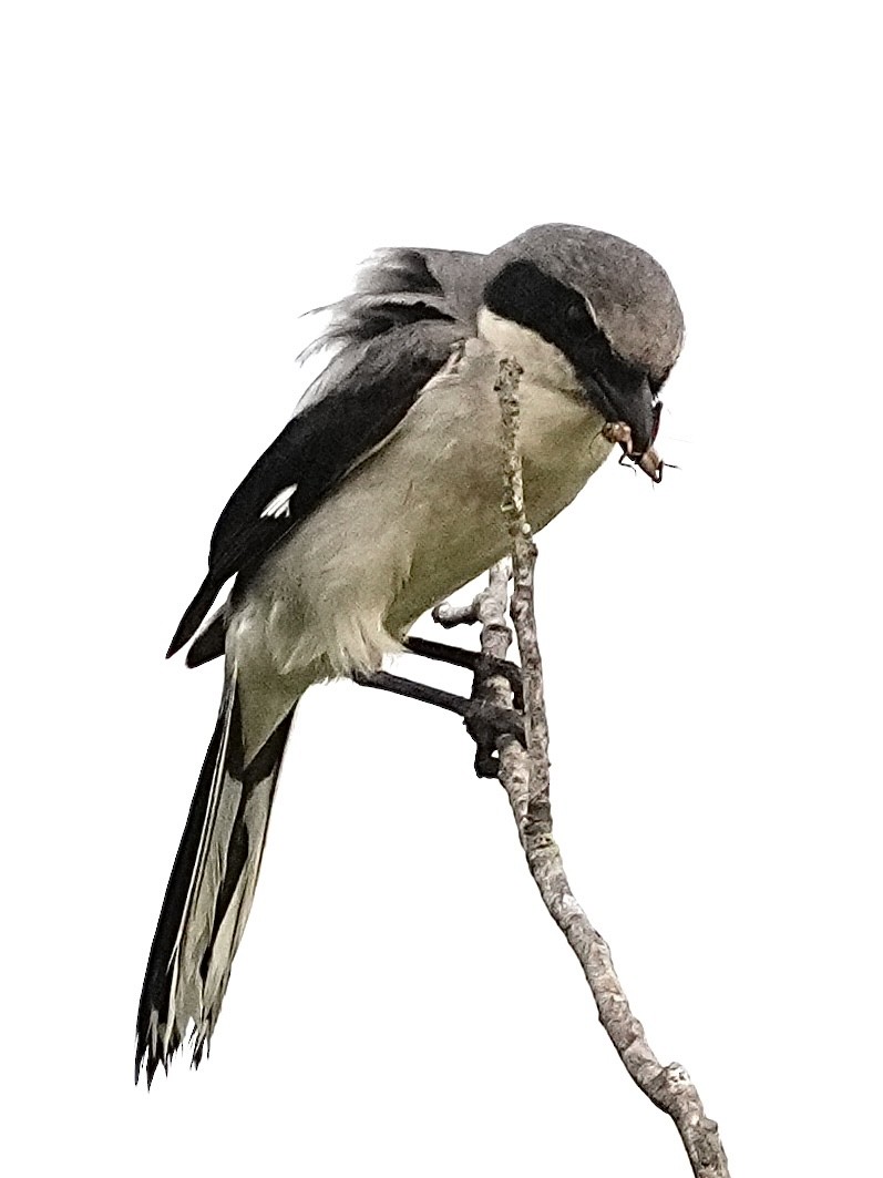 Loggerhead Shrike - ML635544725