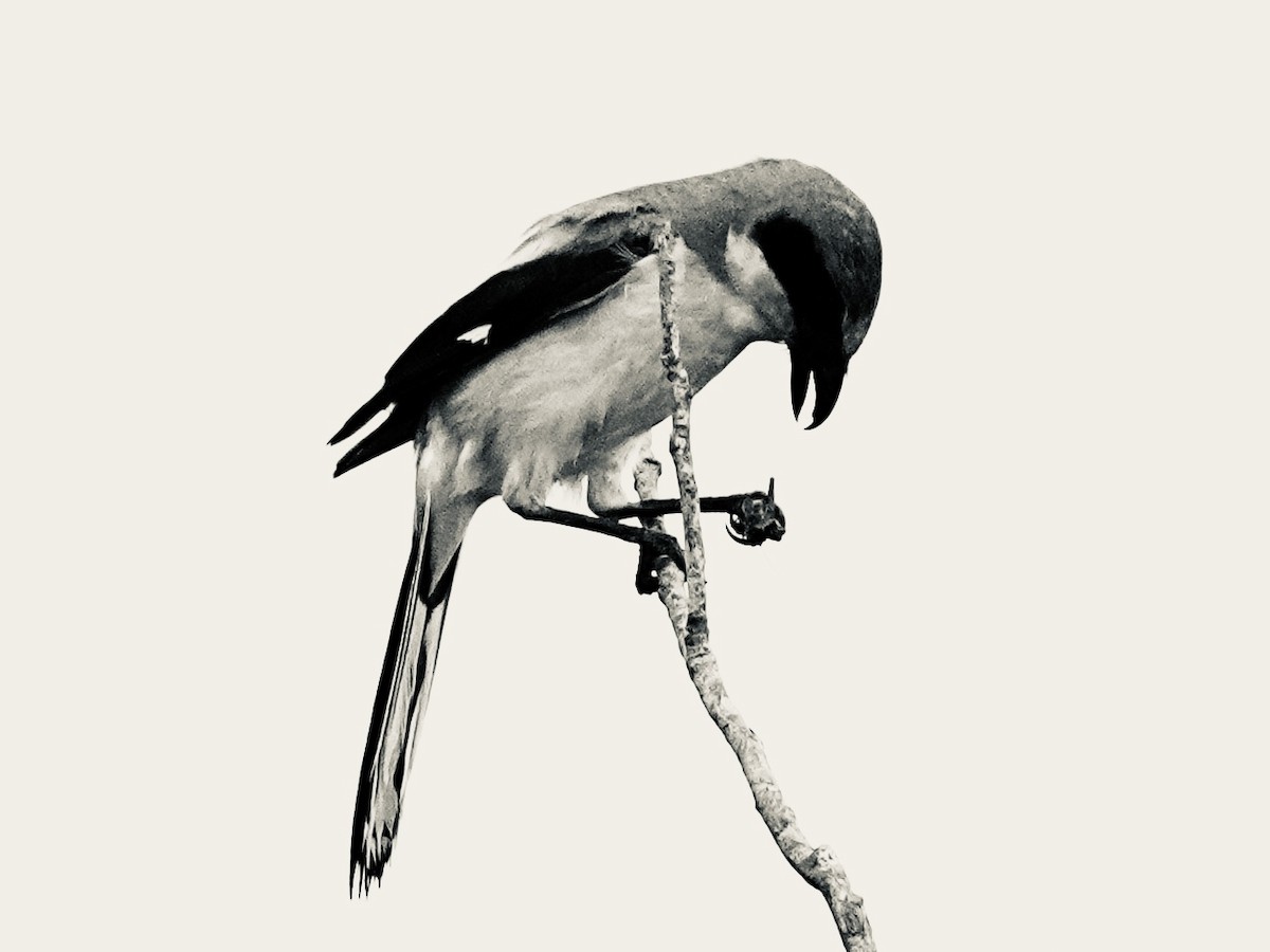 Loggerhead Shrike - ML635544726