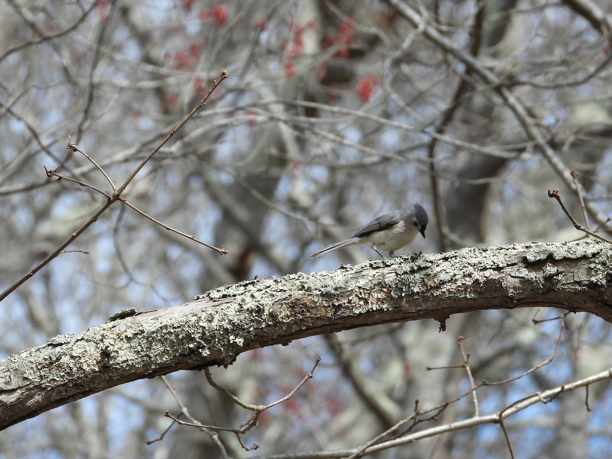 Tufted Titmouse - ML635544738